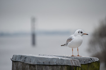Obraz premium Eine Moewe ruht auf Dalben bei Tageslicht, selektiver Fokus