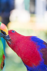 Big beautiful parrot