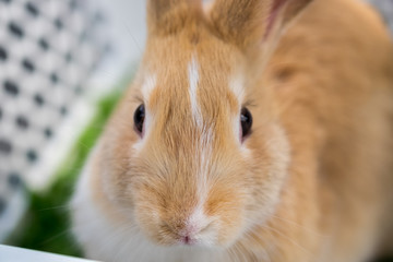Brown bunny sit in white basket at pets corner. Selective focus