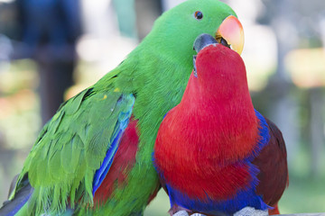 Big beautiful parrot
