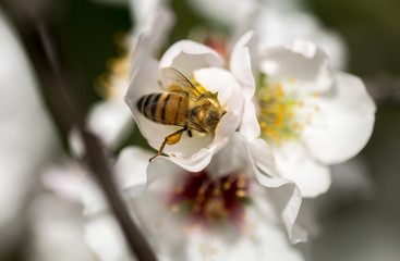 A bee on a white almond tree flower