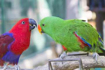 Big beautiful parrot