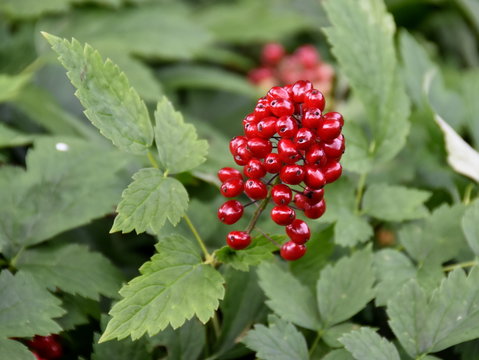 The poisonous red berry from baneberry plant Actaea rubra in a forest