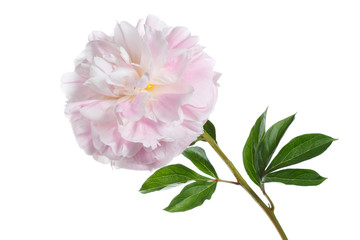 Fototapeta na wymiar Beautiful gently pink peony isolated on white background.