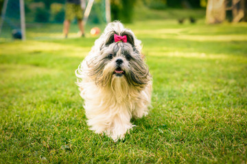 Shih tzu dog running towards the camera on a grass