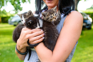 Three kittens on woman’s hands cuddling happy smile