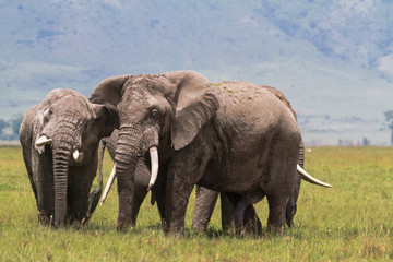 Fototapeta na wymiar Two old elephants inside the crater of Ngorongoro. Tanzania, Africa