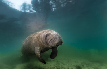 Manatee resting on bottom.  Photographed near Crystal River Florida.
