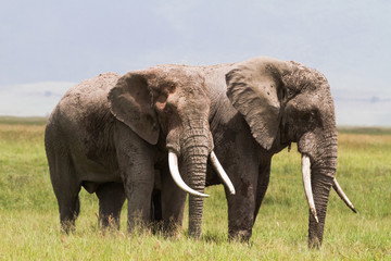 Fototapeta na wymiar Two huge elephants inside the crater of Ngorongoro. Tanzania, Africa