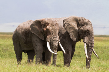 Fototapeta premium Two huge elephants inside the crater of Ngorongoro. Tanzania, Africa