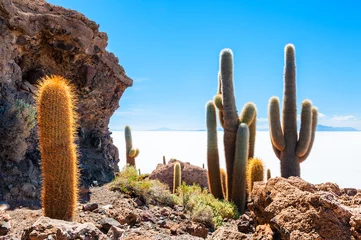 Tuinposter Grote cactus op het eiland Incahuasi, zoutvlakte Salar de Uyuni, Altiplano, Bolivia © smallredgirl