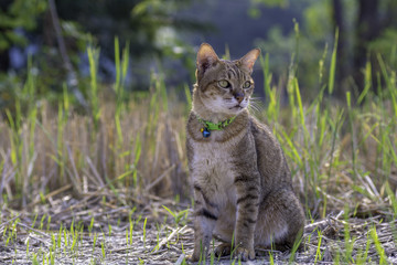 Naklejka premium Cat sitting and looking at something The field