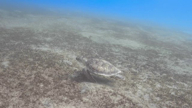 Green sea turtle swimming over the sea floor, 4K ultra hd video footage