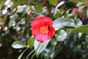 camellia japonica red