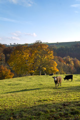 Obraz premium Cattle in the fields above a golden autumn woodland valley near Minchinhampton, Gloucestershire, UK