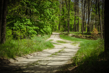 Forest dirt road in a green forest. Green trees in the spring. Spring landscape park. Forest path in summer. A muddy road through the forest with spring maple trees, lit by the rays of the sun.