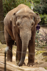 Fototapeta premium Male asian elephant in a zoo looking at camera
