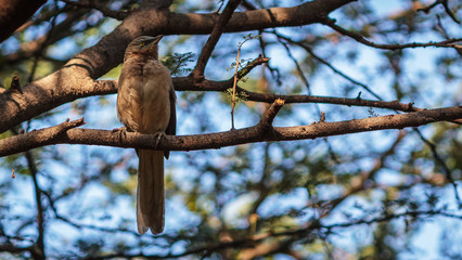 Bird sitting on a branch in jaipur India