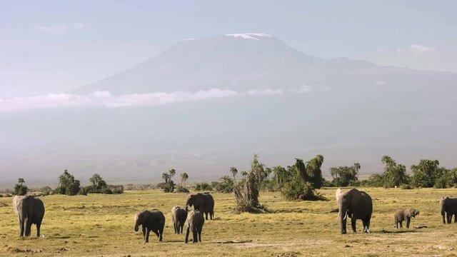 elephants feeding in front of mt kilimanjaro in amboseli national park, kenya