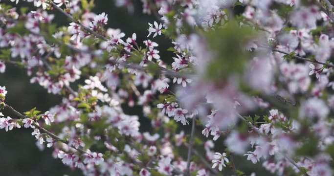 Slow motion pan of blossoming sakura tree in spring