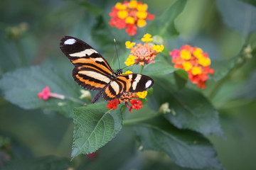 Fototapeta na wymiar Monarca butterfly