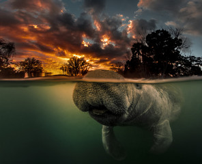 Manatee surfacing in 3 Sisters Spring at sunrise.  This manatee actually photobombed me when I was shooting this over/under dawn shot.