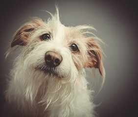 Dog Portrait