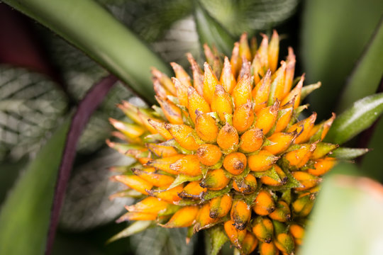 Mini-Orangen Bilder – Durchsuchen 3 Archivfotos, Vektorgrafiken und ...