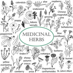 Set of hand-drawn illustrations of medicinal herbs. Black-and-white doodles. © ArTalya