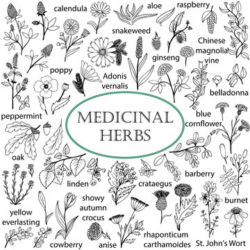 Set of hand-drawn illustrations of medicinal herbs. Black-and-white doodles.