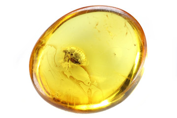Baltic amber with aphid isolated on white background