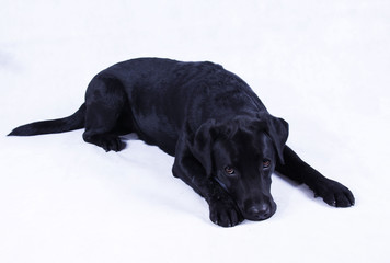 A black Labrador dog with charming eyes