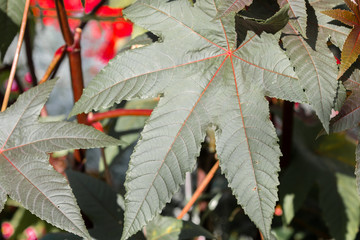 Herbstblatt