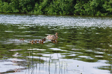 Obraz na płótnie Canvas Birds on the pond. A flock of ducks and pigeons by the water. Mi