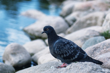 Birds on the pond. A flock of ducks and pigeons by the water. Mi