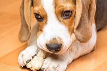 Small hunting dog gnaws a bone holding it with a paw