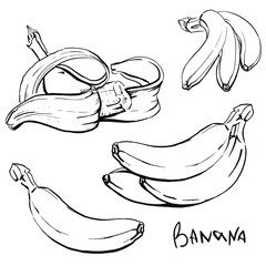 A set of four outline illustrations of bananas. Vector drawn by hands. Isolated on white background.