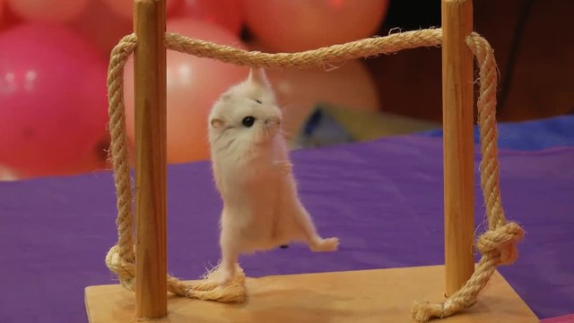 circus hamster on the crossbeam
