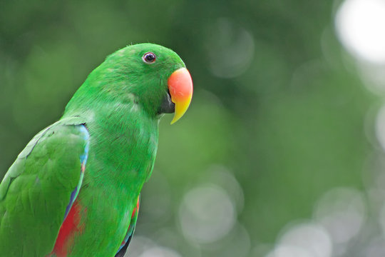 Severe Macaw perching on a branch
