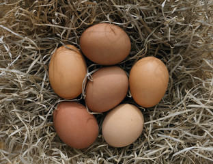 5 Brown Eggs Lying in the Nest. Easter Time. Chicken Eggs Laid in the Hay. 3 Different Shades of Brown. Natural Rustic Composition.