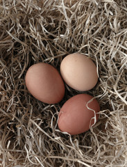 3 Brown Eggs Lying in the Nest. Easter Time. Chicken Eggs Laid in the Hay. 3 Different Shades of Brown. Natural Rustic Composition.