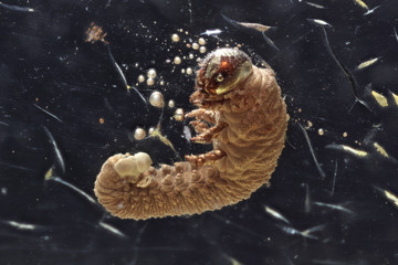 sawfly grub imprisoned in baltic amber
