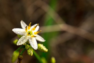 Macro picture of white flower, dews on blossom and leaves