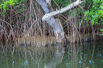 Mangrove swamp in national park 