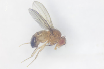 Study genetic of Drosophila melanogaster (fruit fly, vinegar fly) for education in laboratory.