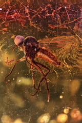 long-tailed dance fly imprisoned in baltic amber