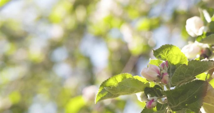 Slow motion of of apple tree with pink flowers in a garden