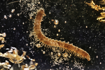 millipede imprisoned in baltic amber