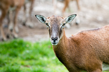 Ziege