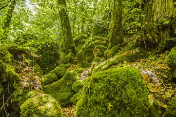 bosco del sasseto
